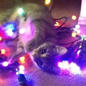 Meet your Posher, Leslie